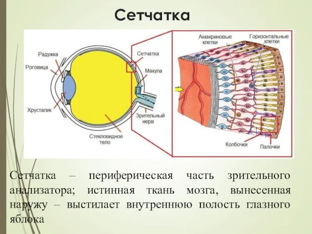 Сетчатка Сетчатка – периферическая часть зрительного анализатора; истинная ткань мозга, вынесенная