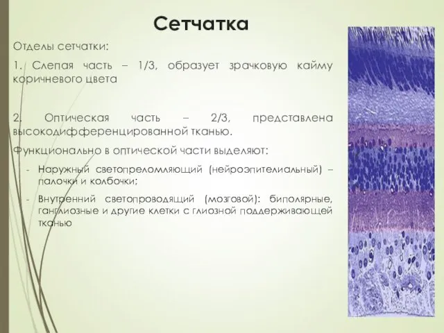 Сетчатка Отделы сетчатки: 1. Слепая часть – 1/3, образует зрачковую кайму