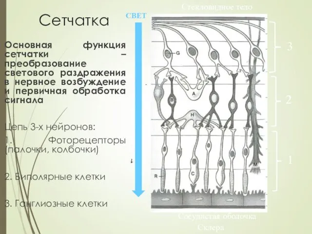 Сетчатка Стекловидное тело Сосудистая оболочка 1 2 3 Склера СВЕТ Основная