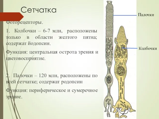 Сетчатка Фоторецепторы. 1. Колбочки – 6-7 млн, расположены только в области