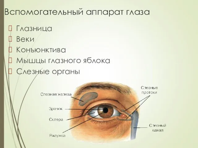 Вспомогательный аппарат глаза Глазница Веки Конъюнктива Мышцы глазного яблока Слезные органы