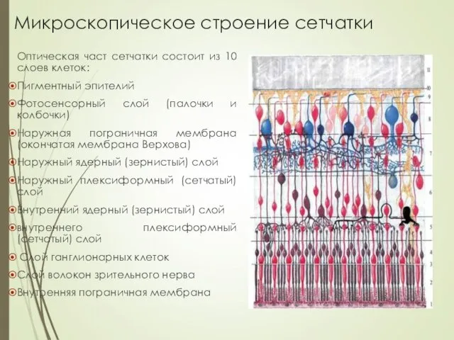 Микроскопическое строение сетчатки Оптическая част сетчатки состоит из 10 слоев клеток: