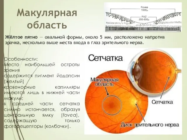 Особенности: Место наибольшей остроты зрения содержится пигмент йодопсин(желтый) кровеносные капилляры имеются
