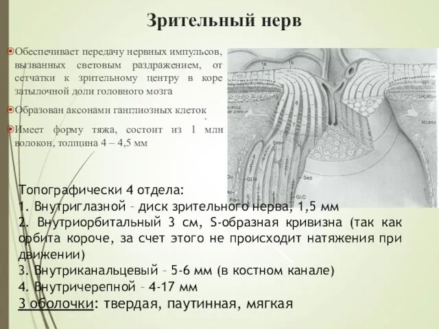 Обеспечивает передачу нервных импульсов, вызванных световым раздражением, от сетчатки к зрительному