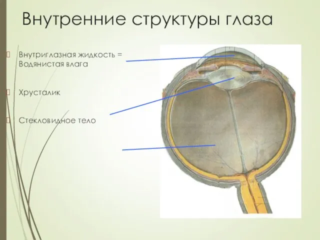 Внутренние структуры глаза Внутриглазная жидкость = Водянистая влага Хрусталик Стекловидное тело