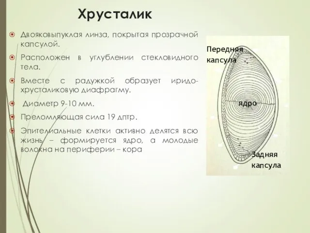 Хрусталик Двояковыпуклая линза, покрытая прозрачной капсулой. Расположен в углублении стекловидного тела.