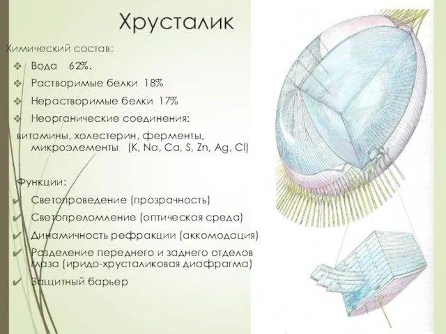 Химический состав: Вода 62%. Растворимые белки 18% Нерастворимые белки 17% Неорганические