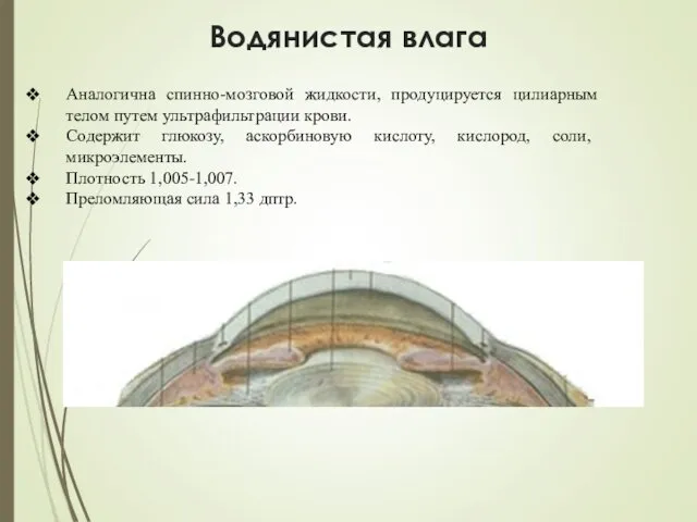 Водянистая влага Аналогична спинно-мозговой жидкости, продуцируется цилиарным телом путем ультрафильтрации крови.