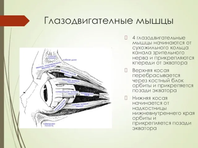 Глазодвигателные мышцы 4 глазодвигательные мышцы начинаются от сухожильного кольца канала зрительного