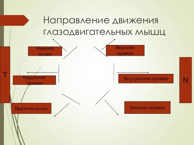 Направление движения глазодвигательных мышц Внутренняя прямая Наружняя прямая Верхняя прямая Нижняя