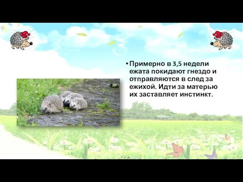 Примерно в 3,5 недели ежата покидают гнездо и отправляются в след