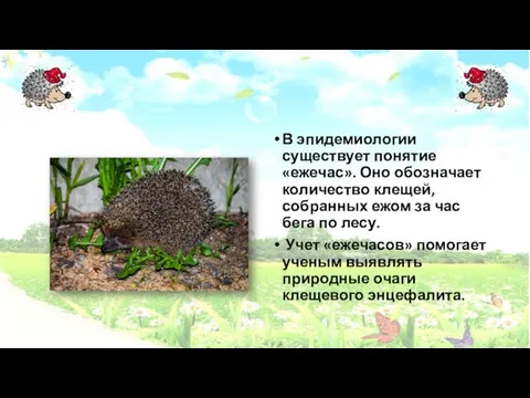 В эпидемиологии существует понятие «ежечас». Оно обозначает количество клещей, собранных ежом