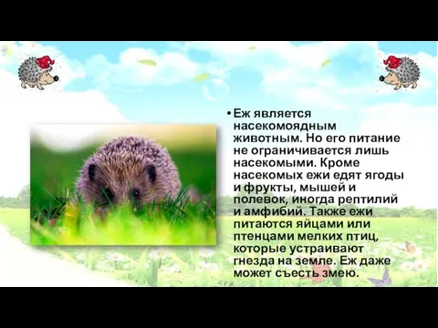 Еж является насекомоядным животным. Но его питание не ограничивается лишь насекомыми.