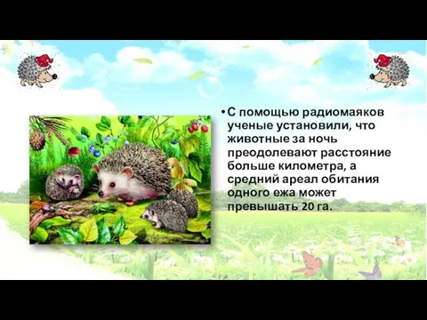 С помощью радиомаяков ученые установили, что животные за ночь преодолевают расстояние