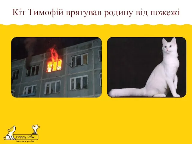 Кіт Тимофій врятував родину від пожежі