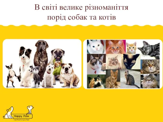 В світі велике різноманіття порід собак та котів