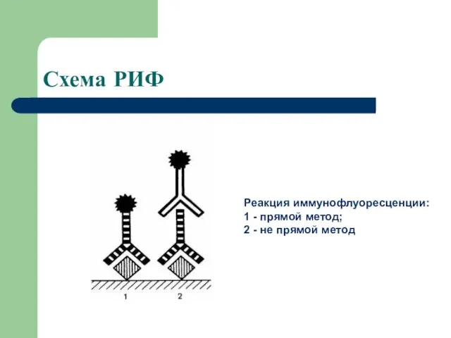 Схема РИФ Реакция иммунофлуоресценции: 1 - прямой метод; 2 - не прямой метод
