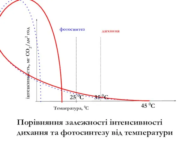 Порівняння залежності інтенсивності дихання та фотосинтезу від температури