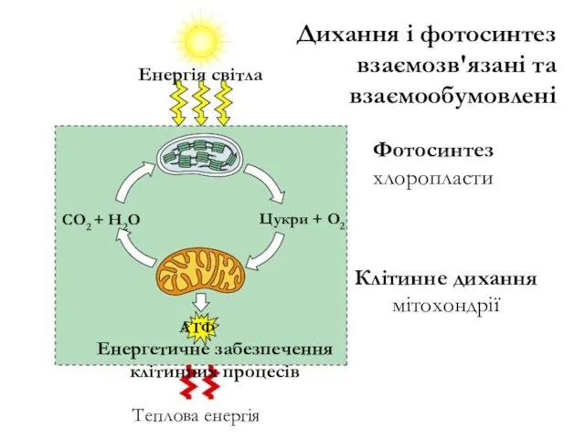 Дихання і фотосинтез взаємозв'язані та взаємообумовлені