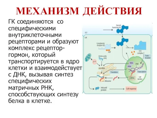 МЕХАНИЗМ ДЕЙСТВИЯ ГК соединяются со специфическими внутриклеточными рецепторами и образуют комплекс