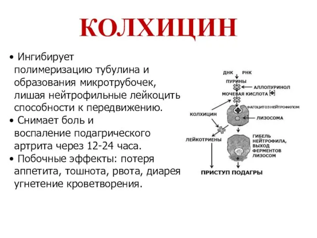 КОЛХИЦИН Ингибирует полимеризацию тубулина и образования микротрубочек, лишая нейтрофильные лейкоциты способности