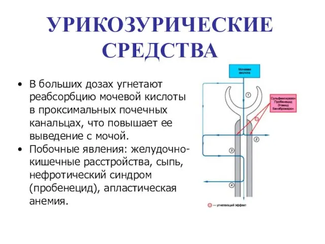 В больших дозах угнетают реабсорбцию мочевой кислоты в проксимальных почечных канальцах,