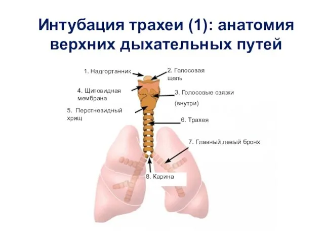 Интубация трахеи (1): анатомия верхних дыхательных путей 1. Надгортанник 2. Голосовая