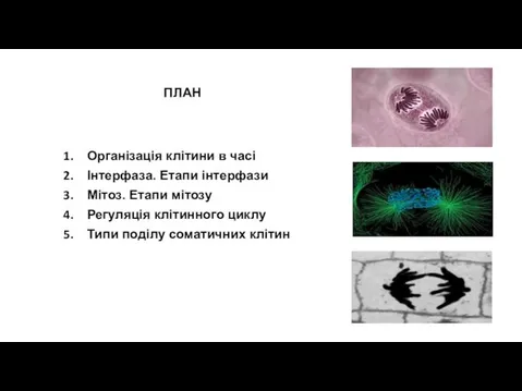 ПЛАН Організація клітини в часі Інтерфаза. Етапи інтерфази Мітоз. Етапи мітозу