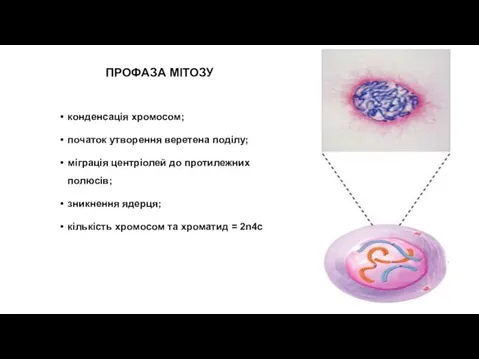 ПРОФАЗА МІТОЗУ конденсація хромосом; початок утворення веретена поділу; міграція центріолей до