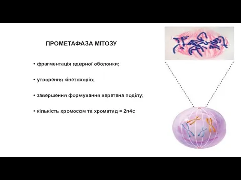 ПРОМЕТАФАЗА МІТОЗУ фрагментація ядерної оболонки; утворення кінетохорів; завершення формування веретена поділу;