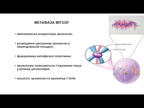 МЕТАФАЗА МІТОЗУ максимальна конденсація хромосом; розміщення центромер хромосом у екваторіальній площині;