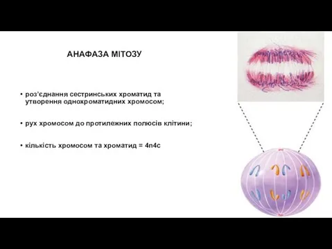 АНАФАЗА МІТОЗУ роз’єднання сестринських хроматид та утворення однохроматидних хромосом; рух хромосом