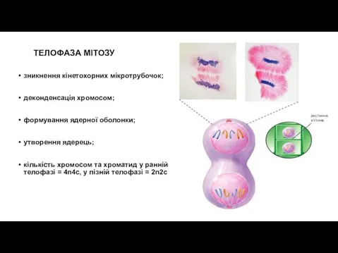 ТЕЛОФАЗА МІТОЗУ зникнення кінетохорних мікротрубочок; деконденсація хромосом; формування ядерної оболонки; утворення