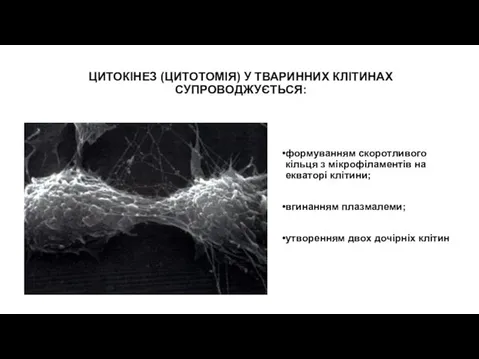 формуванням скоротливого кільця з мікрофіламентів на екваторі клітини; вгинанням плазмалеми; утворенням