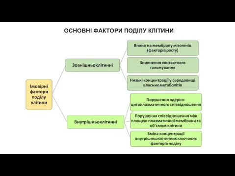 ОСНОВНІ ФАКТОРИ ПОДІЛУ КЛІТИНИ