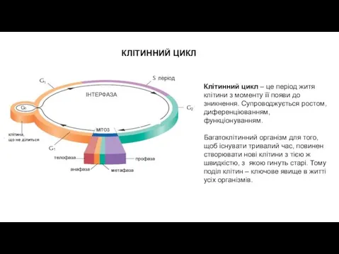 Клітинний цикл – це період житя клітини з моменту її появи