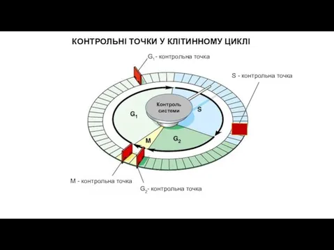 S - контрольна точка G1- контрольна точка G2- контрольна точка M