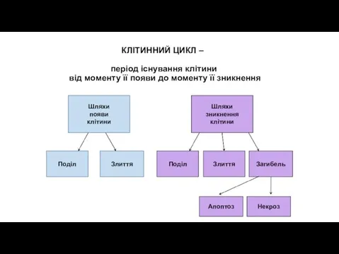 КЛІТИННИЙ ЦИКЛ – період існування клітини від моменту її появи до