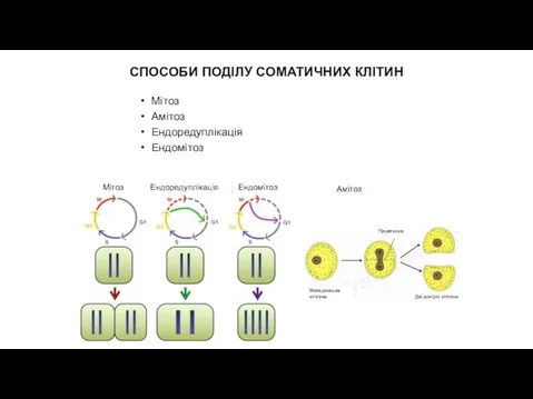 СПОСОБИ ПОДІЛУ СОМАТИЧНИХ КЛІТИН Мітоз Амітоз Ендоредуплікація Ендомітоз