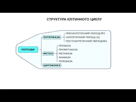 СТРУКТУРА КЛІТИННОГО ЦИКЛУ (G1) (G1) (G2)