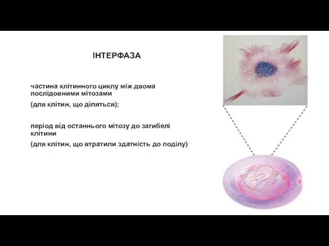 ІНТЕРФАЗА частина клітинного циклу між двома послідовними мітозами (для клітин, що