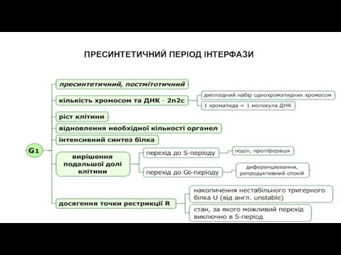 ПРЕСИНТЕТИЧНИЙ ПЕРІОД ІНТЕРФАЗИ