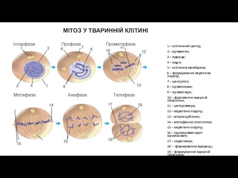 МІТОЗ У ТВАРИННІЙ КЛІТИНІ 1 – клітинний центр; 2 – хроматин;