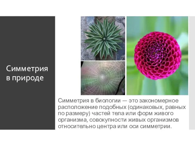 Симметрия в природе Симметрия в биологии — это закономерное расположение подобных