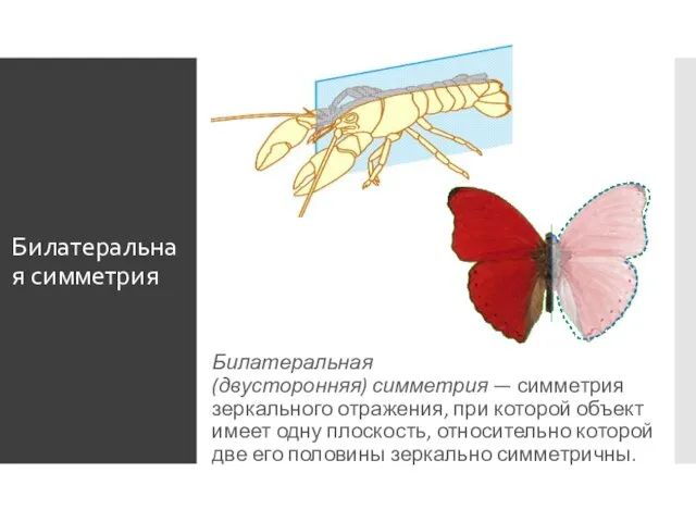 Билатеральная симметрия Билатеральная (двусторонняя) симметрия — симметрия зеркального отражения, при которой