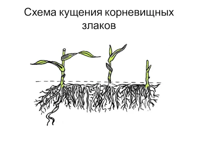 Схема кущения корневищных злаков