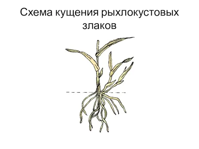 Схема кущения рыхлокустовых злаков