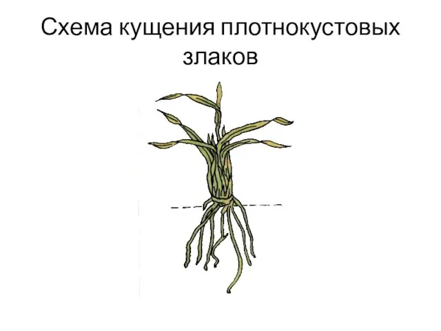 Схема кущения плотнокустовых злаков