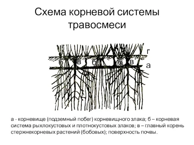 Схема корневой системы травосмеси а - корневище (подземный побег) корневищного злака;