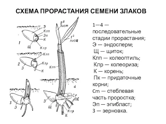 СХЕМА ПРОРАСТАНИЯ СЕМЕНИ ЗЛАКОВ 1—4 — последовательные стадии прорастания; Э —